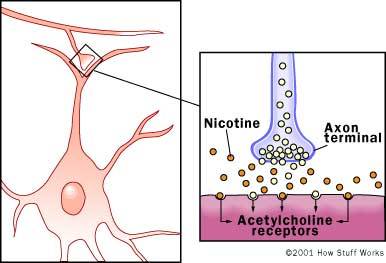 Nikotin: Verteidigung und Verstärker im Hirn