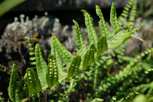 polypodium vulgare