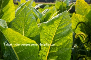 Tabak - die vergessene Heilpflanze