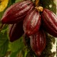 Wird Kakao langsam knapp