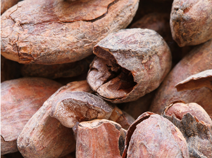 Roher Kakao als Nährstofflieferant