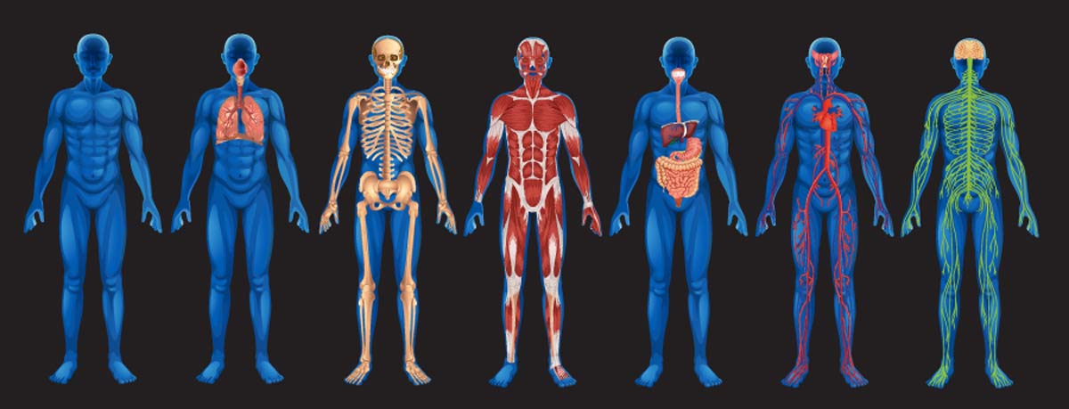 Das System Körper: Unsere Ernährung bestimmt unser Wohlbefinden