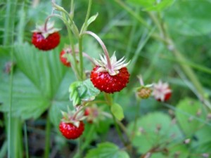 Wilde Erdbeeren: Verlockend süß und ganz natürlich gereift
