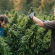 Cannabis-Abau in Deutschland