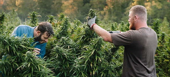 Eignet sich Deutschland zum Outdoor-Anbau von Cannabis