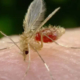 Effizienter Mückenschutz