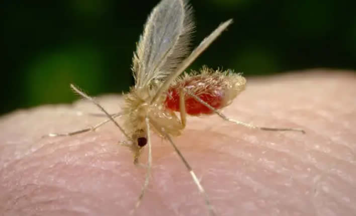 Effizienter Mückenschutz