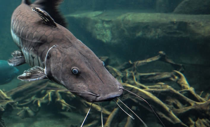 Welche Tiere Haben Die Meisten Zähne liquid-news.com