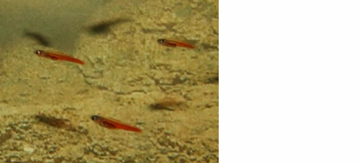 Paedocypris progenetica, kleinster Süßwasserfisch