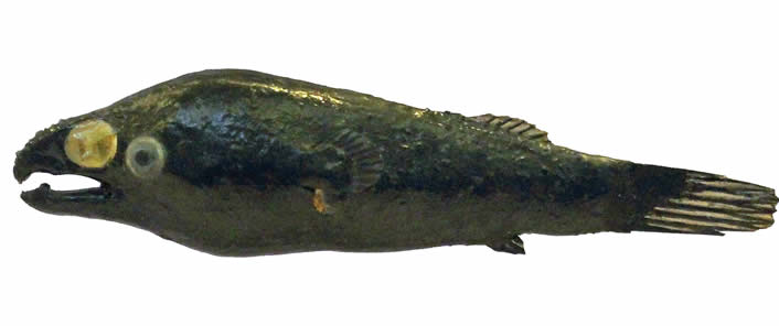 Photocorynus spiniceps, männliches Modell