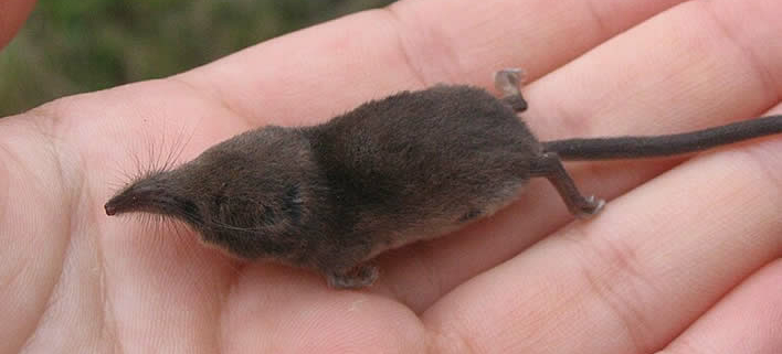 Etruskische Spitzmaus, kleinste Maus der Erde