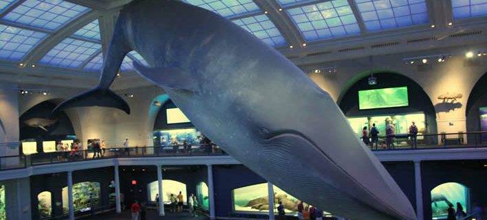 Blauwal, das schwerste lebende Tier der Welt