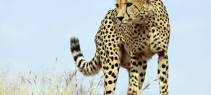 Gepard, das schnellste Tier an Land