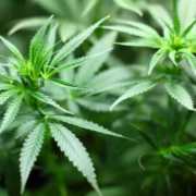 Cannabis-Regelung noch vor Ostern: Bundesregierung macht Ländern Zugeständnisse