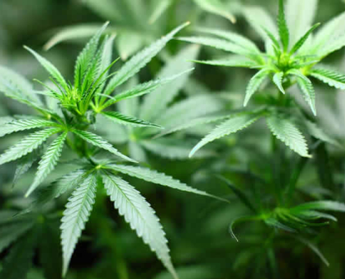 Cannabis-Regelung noch vor Ostern: Bundesregierung macht Ländern Zugeständnisse