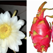 Drachenfrucht: Die exotische Kostbarkeit aus der Kakteengewächse-Familie