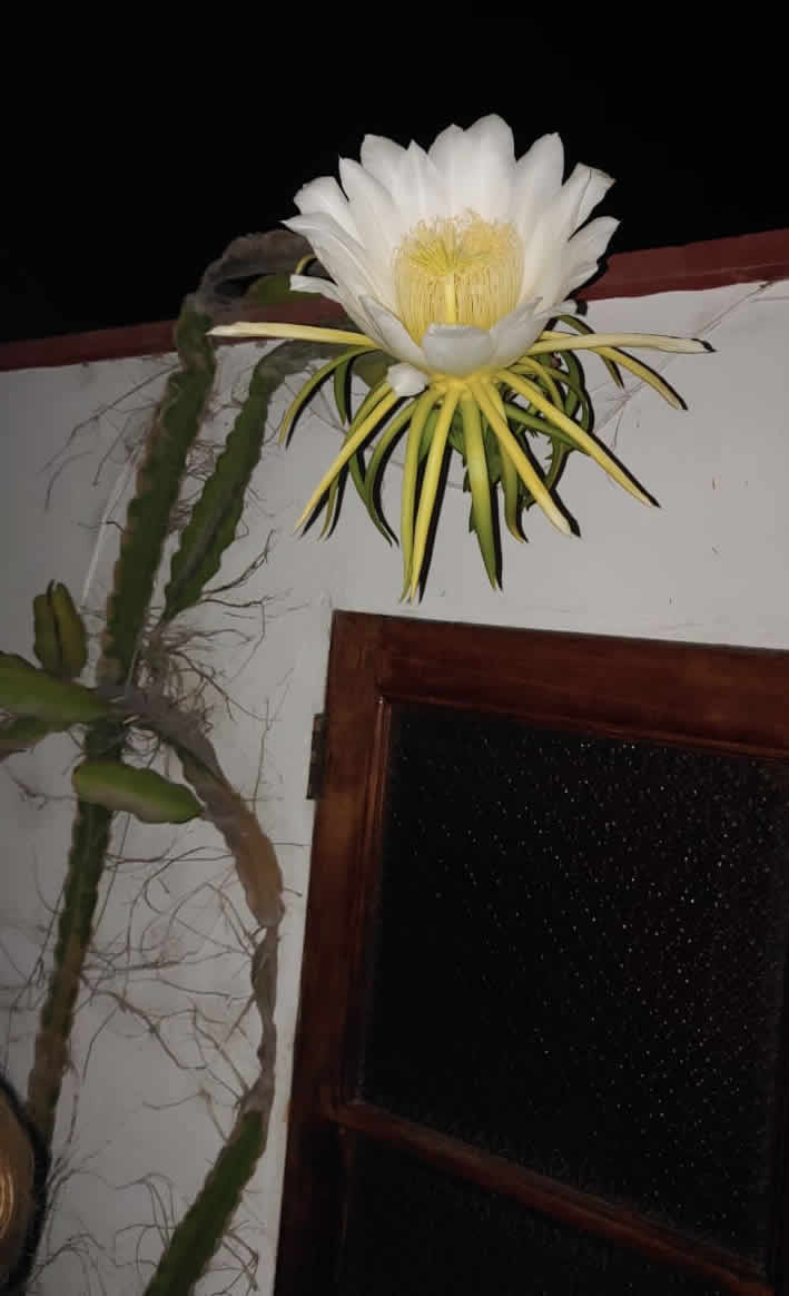 Drachenfrucht Kaktus