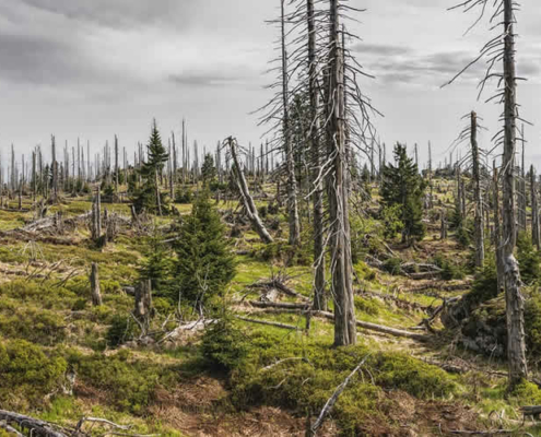 Der Kampf der EU gegen Entwaldung: Ein schwieriges Unterfangen