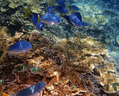 Das Great Barrier Reef: Neue Korallenbleiche
