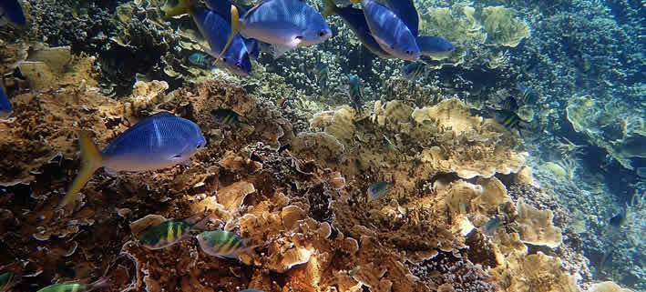 Das Great Barrier Reef: Neue Korallenbleiche