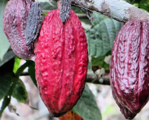 Anstieg der Kakaopreise und dessen Auswirkungen