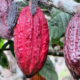 Anstieg der Kakaopreise und dessen Auswirkungen