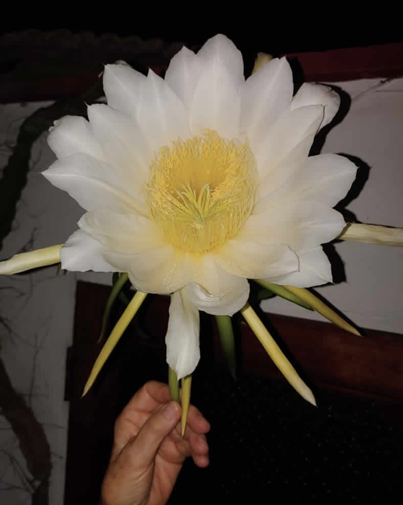 Pitahaya Kaktus Blüte