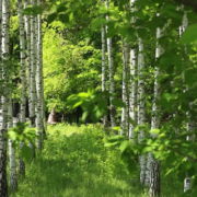 Unterstützte Migration: Schlüssel zur Rettung der europäischen Wälder