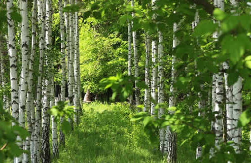 Unterstützte Migration: Schlüssel zur Rettung der europäischen Wälder