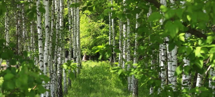 Unterstützte Migration: Schlüssel zur Rettung der europäischen Wälder