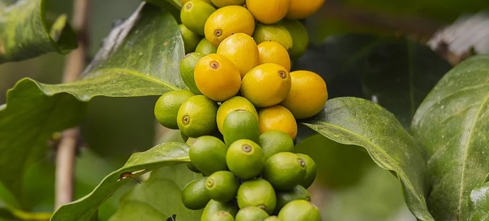 Peruanische Kaffeestudie: Warum Bio-Kaffee ein Gewinn für die Umwelt ist