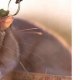Rekord-Ratte Ronin: Kleine Spürnase rettet Menschenleben