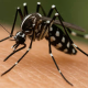 Die Asiatische Tigermücke in Deutschland: Eine kleine Mücke mit großer Wirkung
