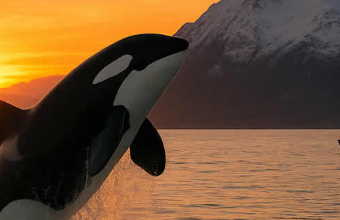 Die besten Orte zur Orca- und Walbeobachtung weltweit Die besten Orte zur Orca- und Walbeobachtung weltweit