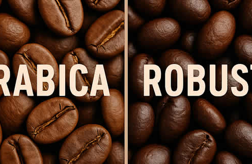 Arabica vs. Robusta: Der große Unterschied zwischen den beliebtesten Kaffeebohnen Arabica vs. Robusta: Der große Unterschied zwischen den beliebtesten Kaffeebohnen