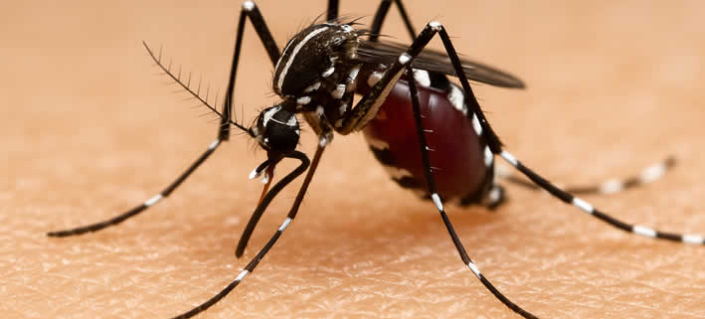 Chikungunya-Virus-Mücke Chikungunya-Virus breitet sich in Europa aus – Experten warnen vor lokalen Ausbrüchen