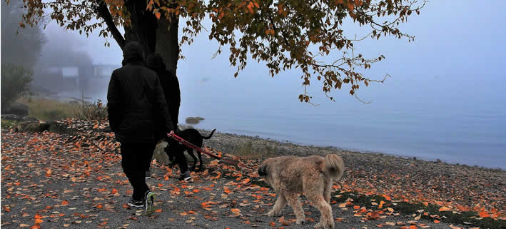 Hund Gassi gehen