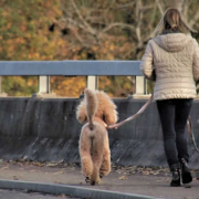Hundesitting: Wie du mit Hunden Geld verdienst – fair, flexibel und lokal
