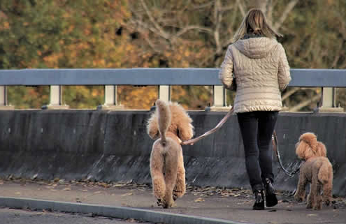 Hundesitting: Wie du mit Hunden Geld verdienst – fair, flexibel und lokal Hundesitting: Wie du mit Hunden Geld verdienst – fair, flexibel und lokal